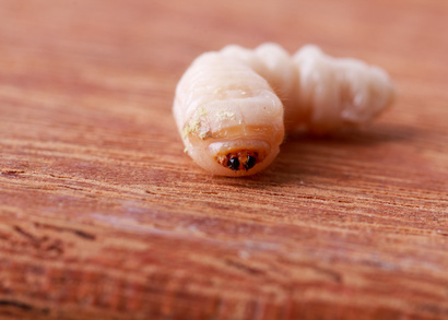 Holzwurm