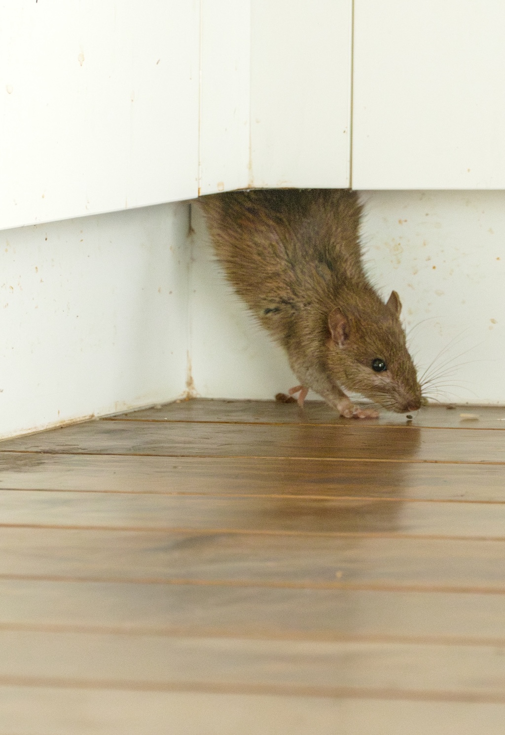 Rattenbekaempfung Copy Right Adobe Stock -Von Tim Lole